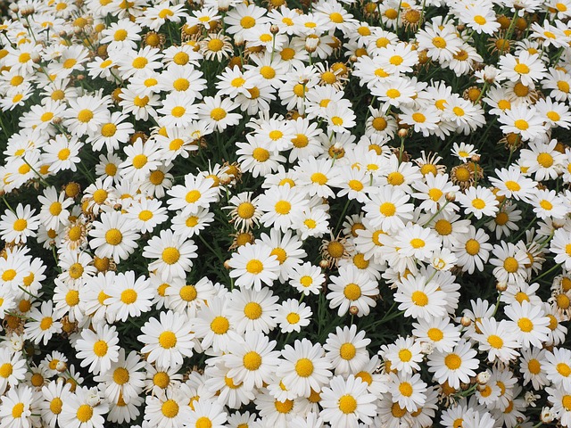 雏菊 花 开花 - 上的免费照片