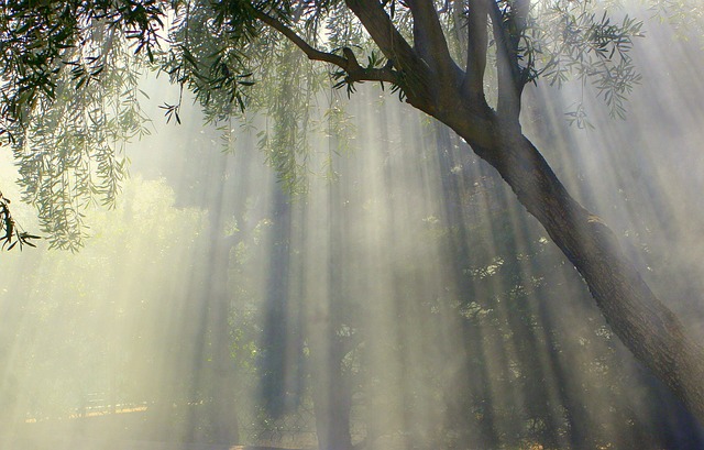 有雾的 橄榄树 阳光 - 上的免费照片