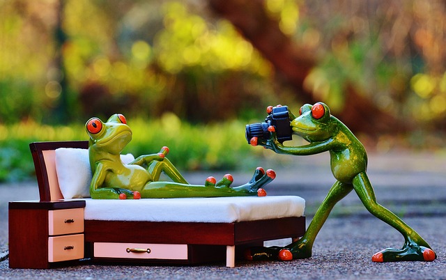 摄影师 青蛙 拍摄照片 - 上的免费照片