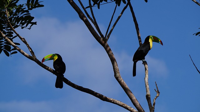 龙骨巨嘴鸟 丛林 哥斯达黎加 - 上的免费照片