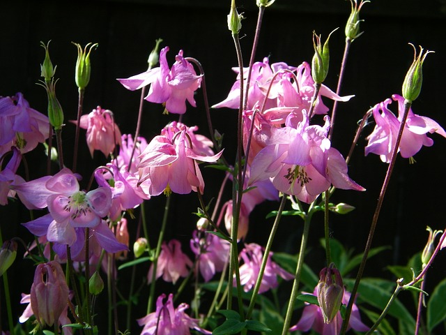 Aquilegia 花 奶奶的帽子 - 上的免费照片