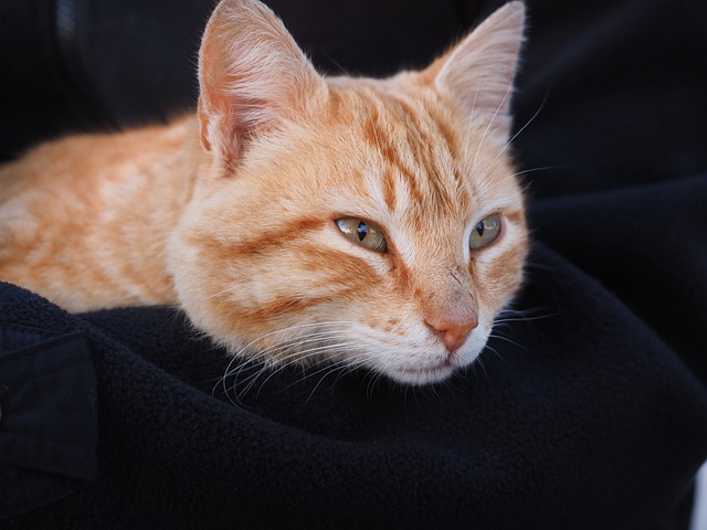 猫 红色的 红猫 - 上的免费照片
