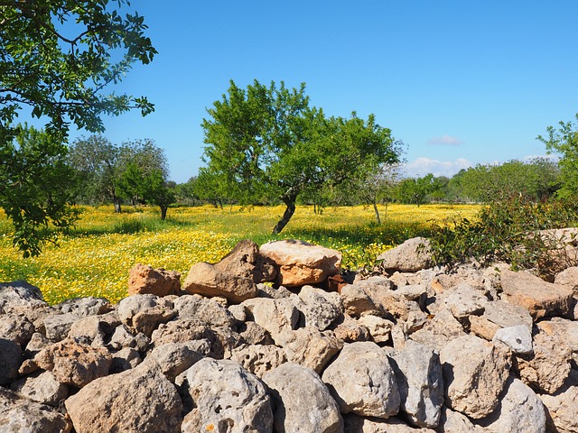 橄榄树 橄榄色格罗夫 石墙 - 上的免费照片