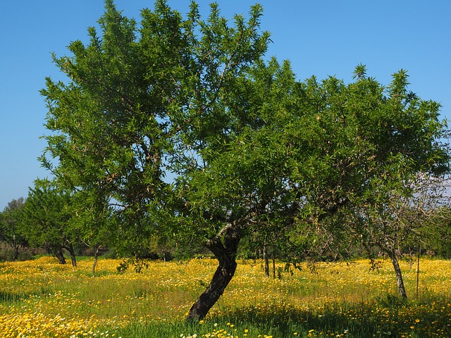 橄榄树 橄榄色格罗夫 花草甸 - 上的免费照片