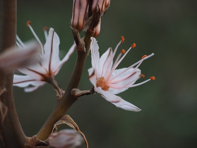 雄蕊 多节水仙 花 - 上的免费照片