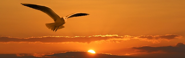 鸥 飞行 日落 - 上的免费照片