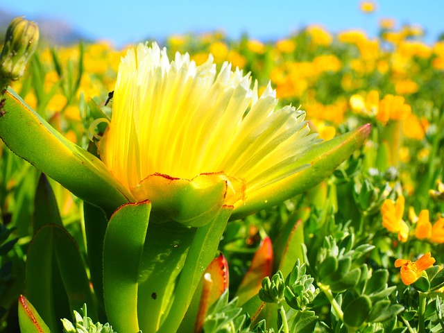 黄色的正午花 无花果 花 - 上的免费照片