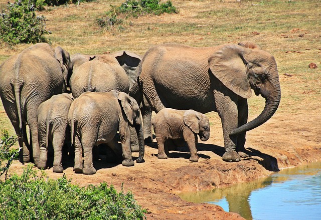 大象 动物 大象群 - 上的免费照片