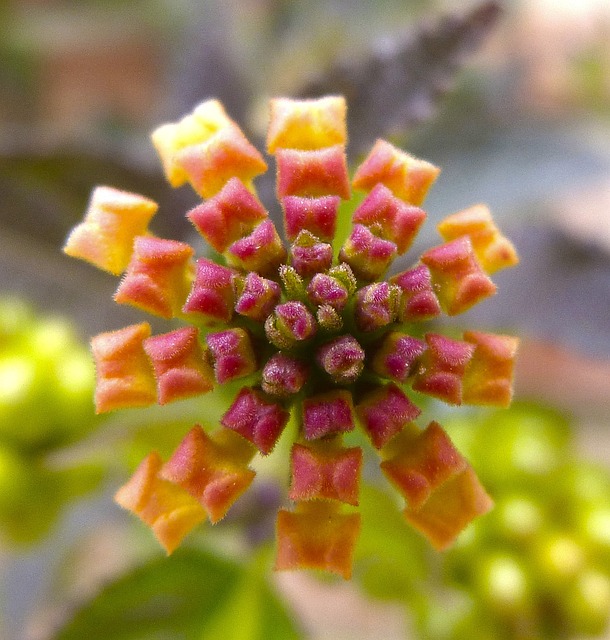 马缨丹 花 爆炸 - 上的免费照片