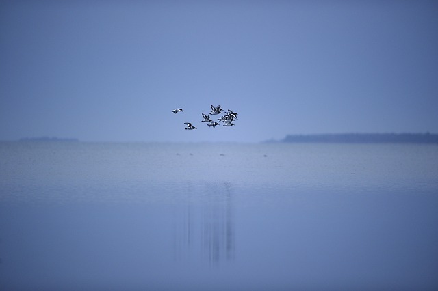迁徙的鸟 也许-海鸥 鸟类 - 上的免费照片