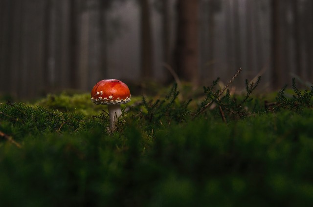 蘑菇 飞木耳 野生蘑菇 - 上的免费照片