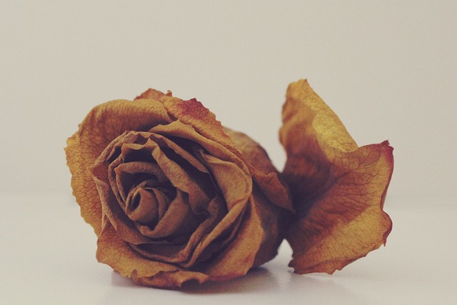 玫瑰 枯萎的 干燥 - 上的免费照片