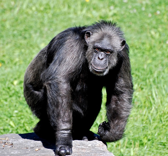 黑猩猩 动物 猿 - 上的免费照片