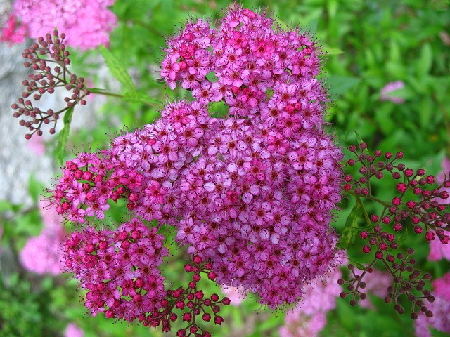 花 粉色的 绣线菊 - 上的免费照片