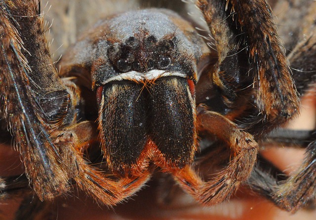 蜘蛛 毛茸茸 特写 - 上的免费照片