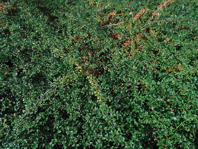 T?zt?vis 红刺 火棘 - 上的免费照片