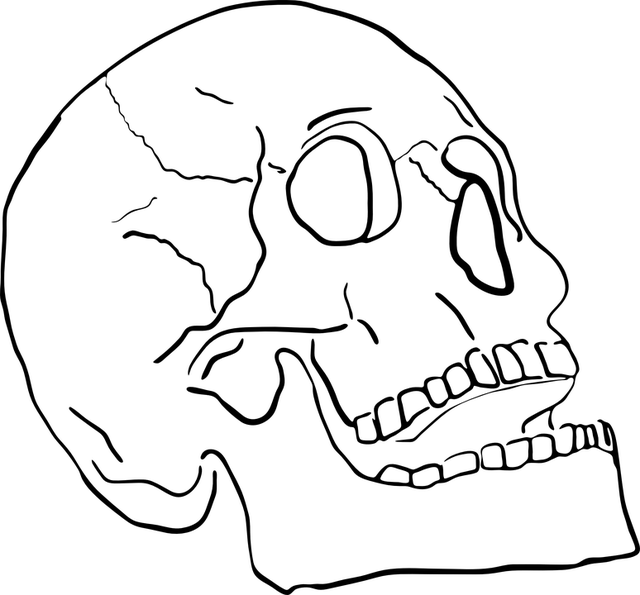 人类 橹 骨 - 免费矢量图形