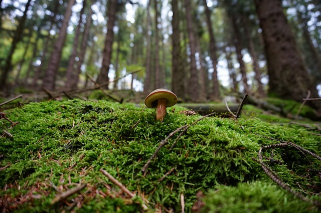 蘑菇 森林 苔藓 - 上的免费照片