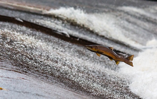 三文鱼 鱼 跳 - 上的免费照片