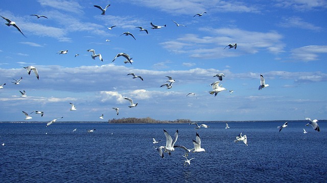 Sea Brid - 上的免费照片