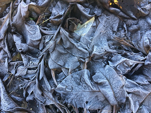 背景 神秘 成熟 - 上的免费照片