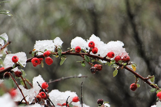 冬天 雪 红色的 - 上的免费照片