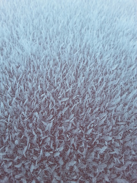 霜 霜花 蒲公英 - 上的免费照片