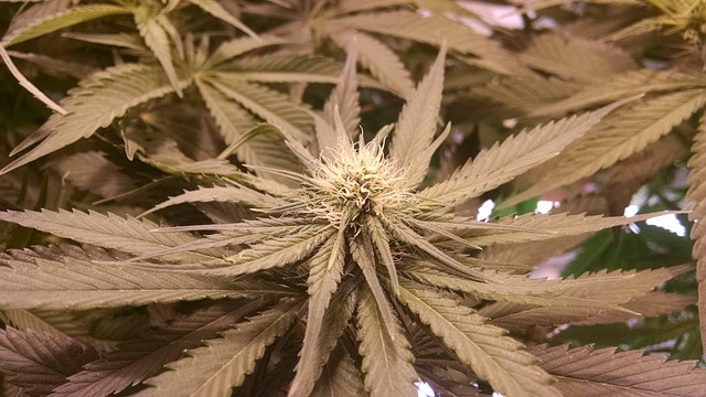 大麻 杂草 水培 - 上的免费照片