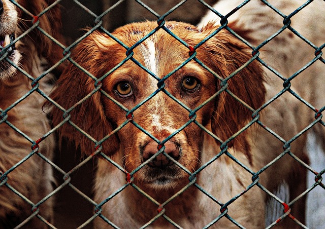 动物福利 狗 锁定 - 上的免费照片