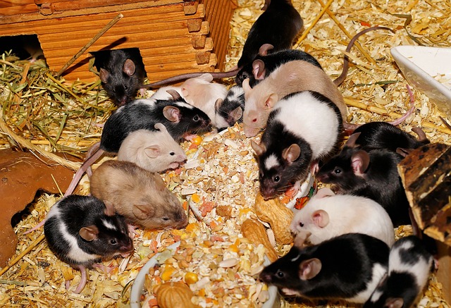 老鼠 彩色老鼠 可爱的 - 上的免费照片