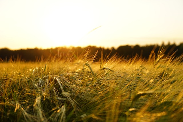 大麦 原野 日落 - 上的免费照片