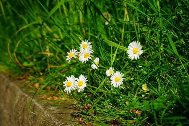 雏菊 开花 白色的 - 上的免费照片