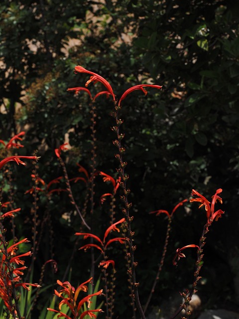 花园蒙布雷蒂 花 开花 - 上的免费照片