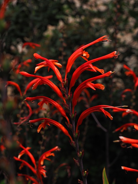 花园蒙布雷蒂 花序 花 - 上的免费照片