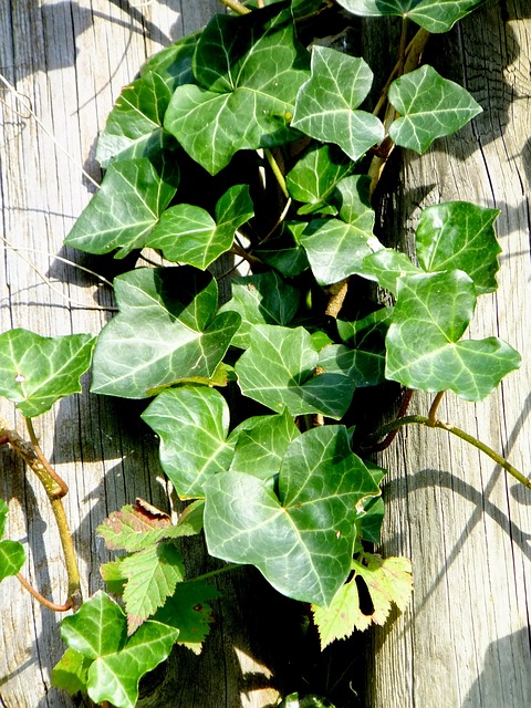常春藤 韦本 植物 - 上的免费照片