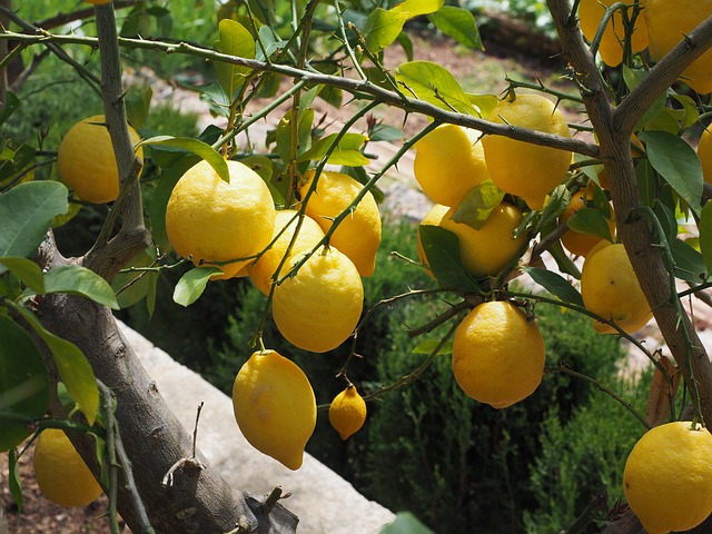 柠檬 Limone 柠檬树 柑橘 × - 上的免费照片