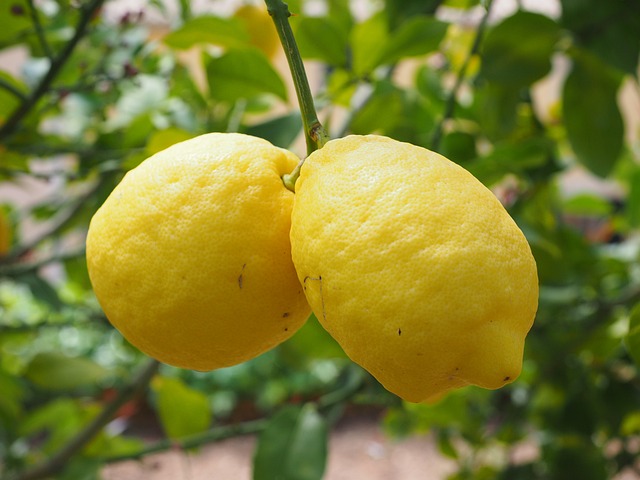 柠檬 Limone 柠檬树 柑橘 × - 上的免费照片