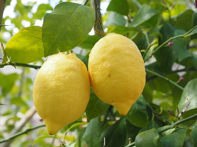 柠檬 Limone 柠檬树 柑橘 × - 上的免费照片