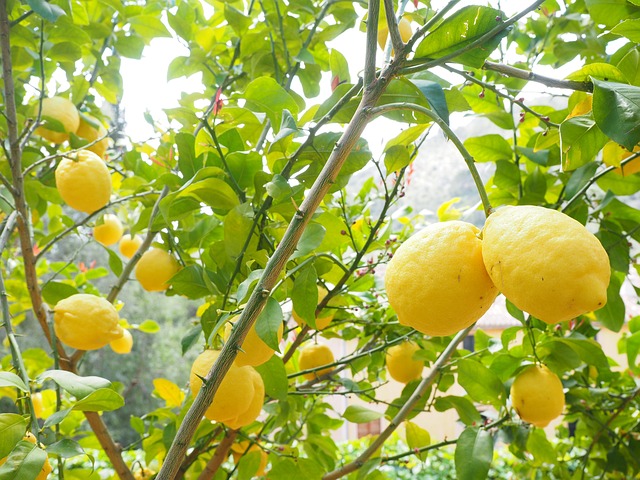 柠檬 Limone 柠檬树 柑橘 × - 上的免费照片