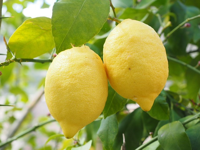 柠檬 Limone 柠檬树 柑橘 × - 上的免费照片