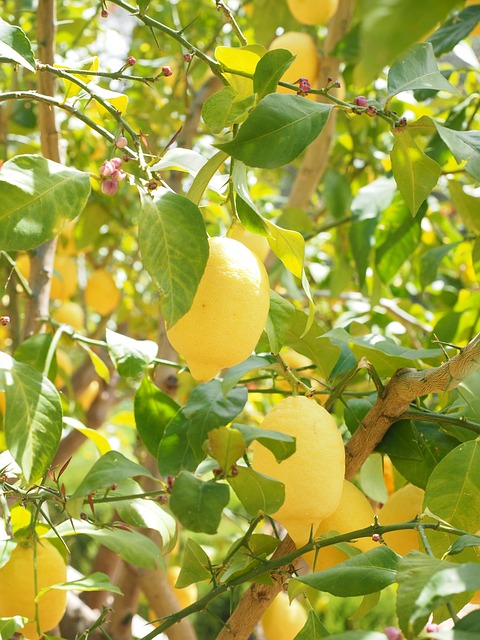 柠檬 Limone 柠檬树 柑橘 × - 上的免费照片