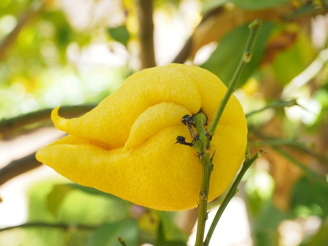 柠檬 Limone 柠檬树 柑橘 × - 上的免费照片