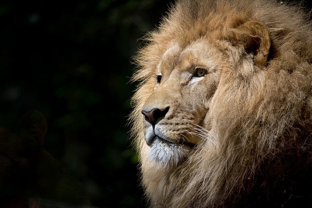 狮子 动物 头 - 上的免费照片