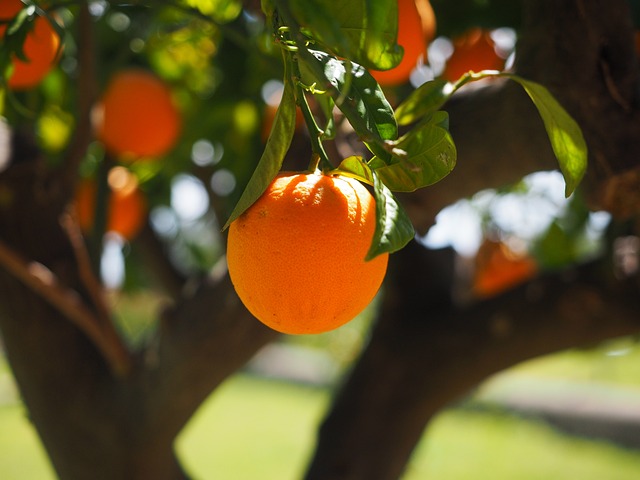 橙色的 水果 树 - 上的免费照片