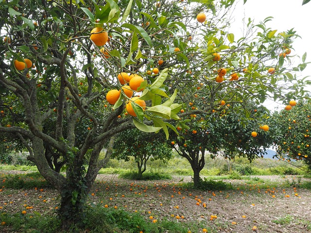 橘子树 奥兰治格罗夫 种植园 - 上的免费照片
