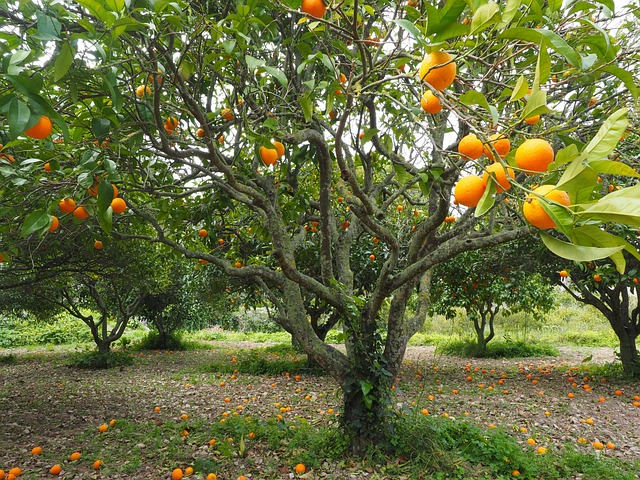 橘子树 奥兰治格罗夫 种植园 - 上的免费照片