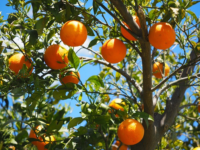 橙子 水果 树林 - 上的免费照片