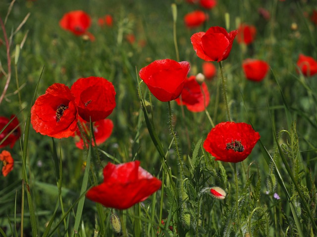 罂粟 罂粟田 虞美人 - 上的免费照片