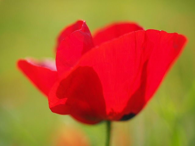 罂粟花 罂粟 红罂粟 - 上的免费照片