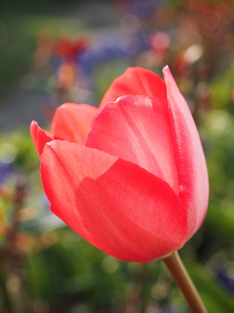郁金香 红色的 花 - 上的免费照片